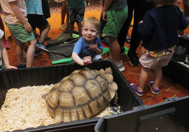 Andrew Crowley, 2, of Lake Forest touches a Sulcata tortoise named, Diesel, during the FrogLady Reptile & Amphibian Show at the Lake Forest Library on Friday, June 30th, 2023.
Image by Candace H. Johnson for Shaw Local News Network