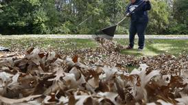Leave the leaves: Learn why fallen foliage is good for your garden