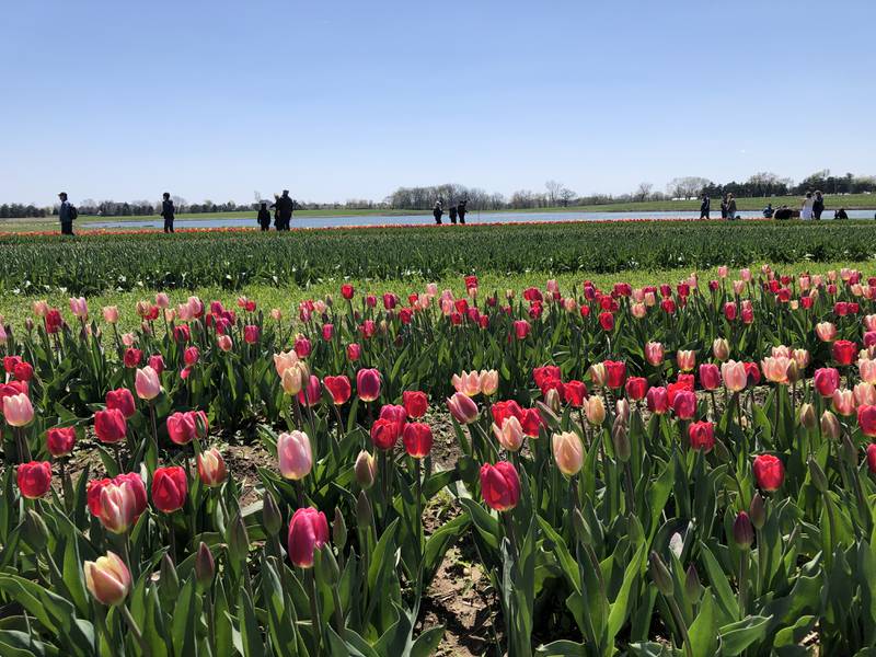 Those attending the spring tulip festival at Richardson Adventure Farm near Spring Grove are encouraged to walk amongst and take photos of the flowers, said Robert Richardson on Sunday, April 21, 2024.