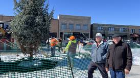 A new holiday tree for Crystal Lake – with deep roots