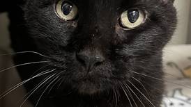 Former stray cat ready to settle into forever home