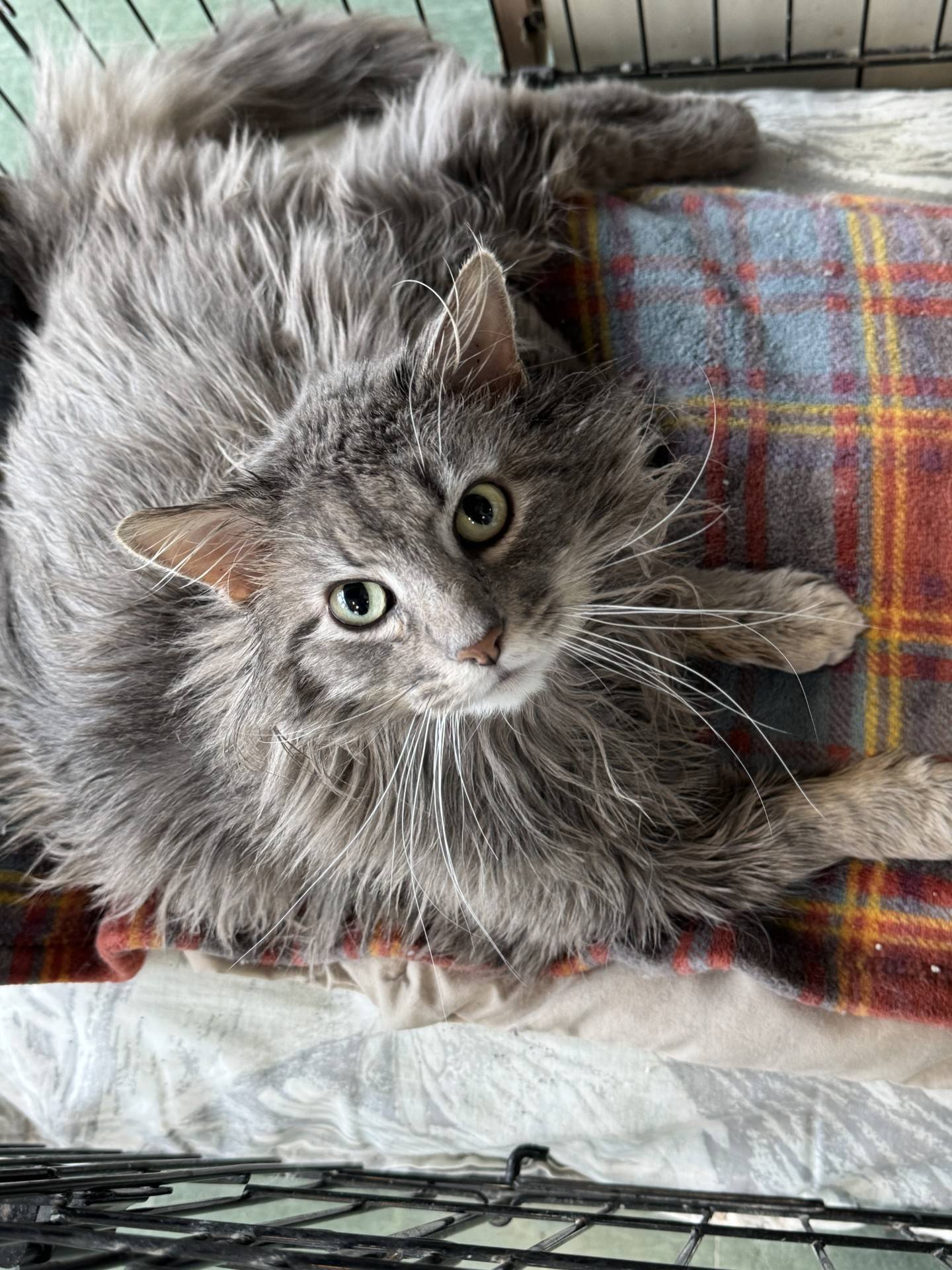 King of Hearts is a 4-year-old long-haired that was found as a stray in southern Illinois. He is chatty, engaging, confident, opinionated and outgoing. He enjoys when visitors pay attention to him and likes pets. He is FIV-positive and must be the only cat in a home, live with other FIV-positive cats or live with other non-aggressive cats. To meet King of Hearts, email Catadoptions@nawsus.org. Visit nawsus.org.