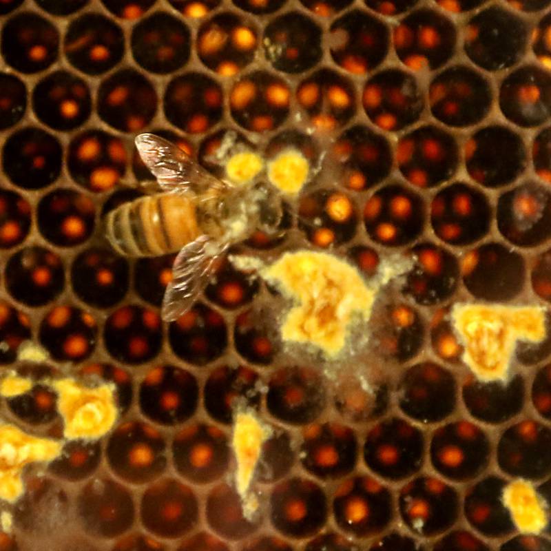 A bee in the Crystal Lake Nature Center’s bee hive on Friday, Feb. 3, 2023. Interest in beekeeping has grown in McHenry County with classes being taught at McHenry County College about how to care for colonies and queen bees.
