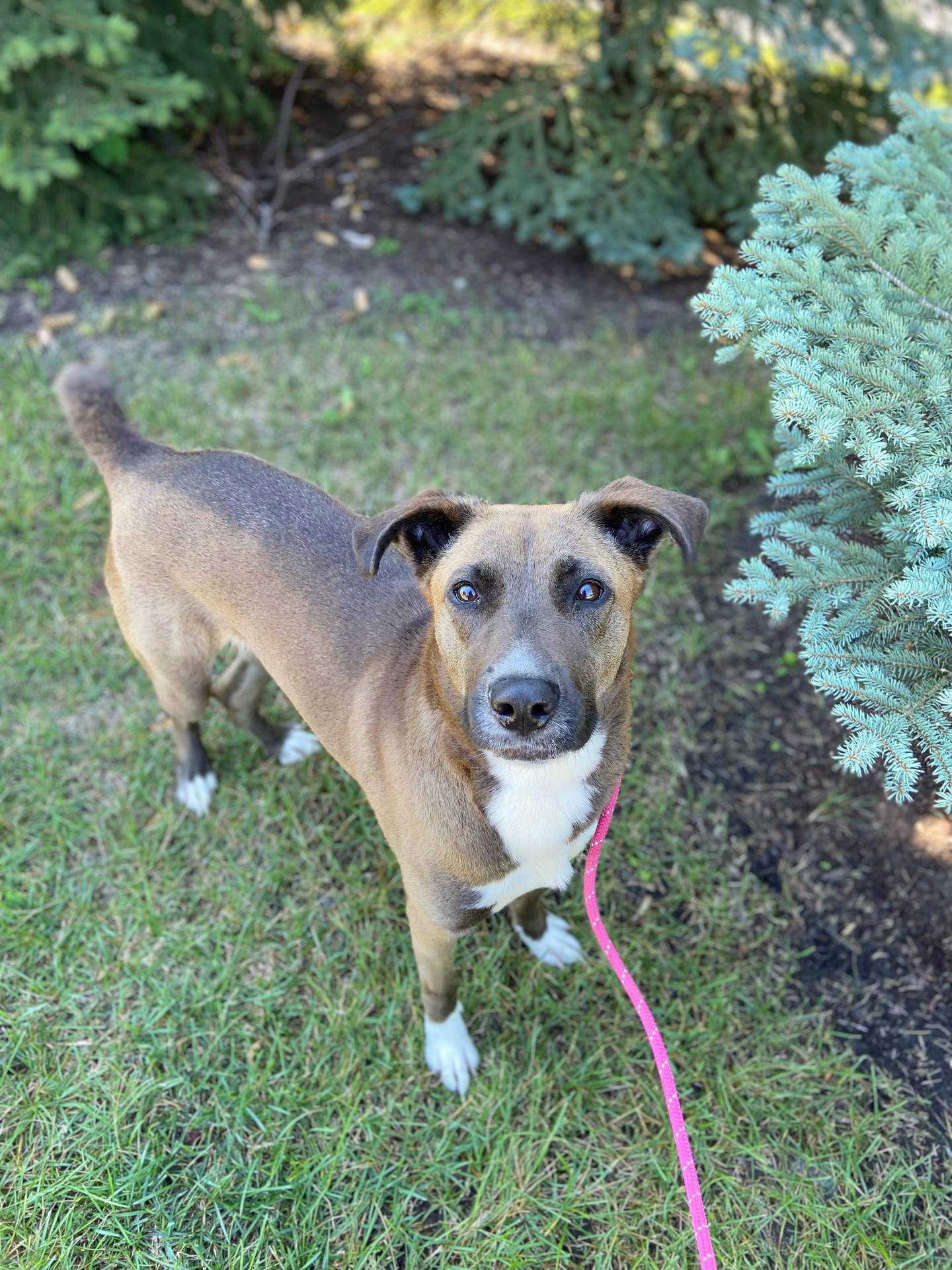 Morgan is a 2-year-old mix that was found as a stray. She is a happy, playful and loves everyone she meets. She walks well on a leash and takes treats very gently. She does happy little hops when taken on a walk – she gets so excited. She would make a wonderful family dog. To meet Morgan, email dogadoptions@nawsus.org. Visit nawsus.org.