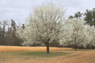 Illinois is banning Bradford pear trees. Here’s why experts want them gone