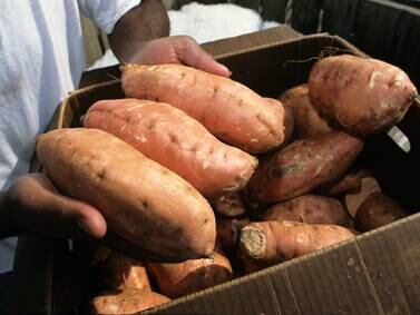Down the Garden Path: How to grow potatoes and sweet potatoes in Illinois