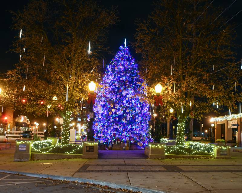 The tree outside the train station in downtown Downers Grove is all decorated with lights and decorations on Friday Nov. 29, 2024, after the Christmas tree ceremony.