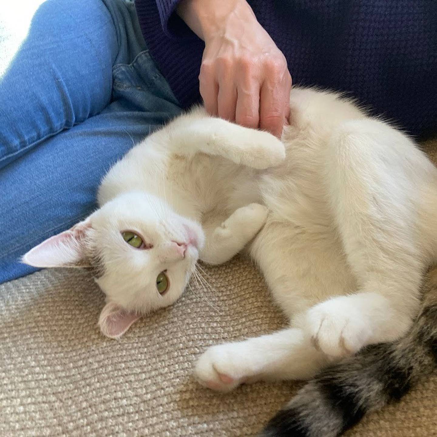 Blossom is sweet, curious, and thriving in foster care with other cats and a dog. Blossom is a playful huntress who loves chasing toys, watching birds and checking out anything the humans are eating. She adores pets and belly rubs, sleeps with her foster mom and loves being near her people. To meet Blossom, visit thekittysquad.com/adoptables.