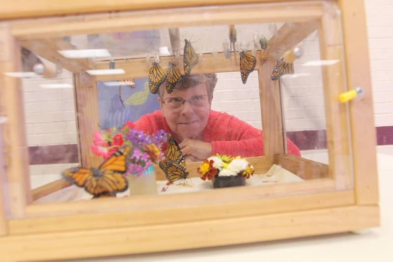 Pat Harrer, of Fox Lake, watches live Monarch butterflies emerge from their chrysalises in a butterfly house she brought to give people a sense of hope through her butterfly ministry during the Live 4 Life’s ninth annual Day of Hope on Sept. 17 at the Community Center in Fox Lake.