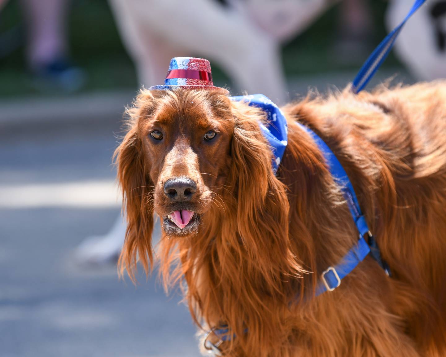 Storm, a 2 year old Irish Setter with all Mid-Day Play pet services, was all smiles in the Freedom Days Parade on Saturday July 2, 2022 in Sandwich.