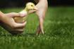 Down the Garden Path: Pet-friendly landscaping