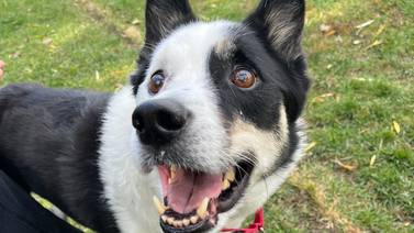 Sweet dog doesn’t let special needs slow him down