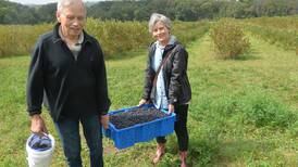 Photos: BerryView Orchard: Fun and Fruit