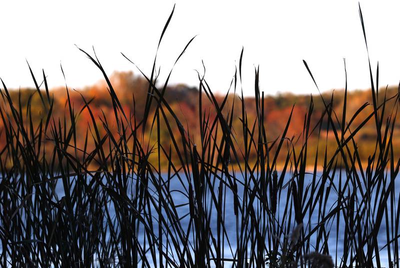 Reeds silhouette against Shabbona Lake and colorful trees Tuesday, Oct. 22, 2024, at Shabbona Lake State Park.