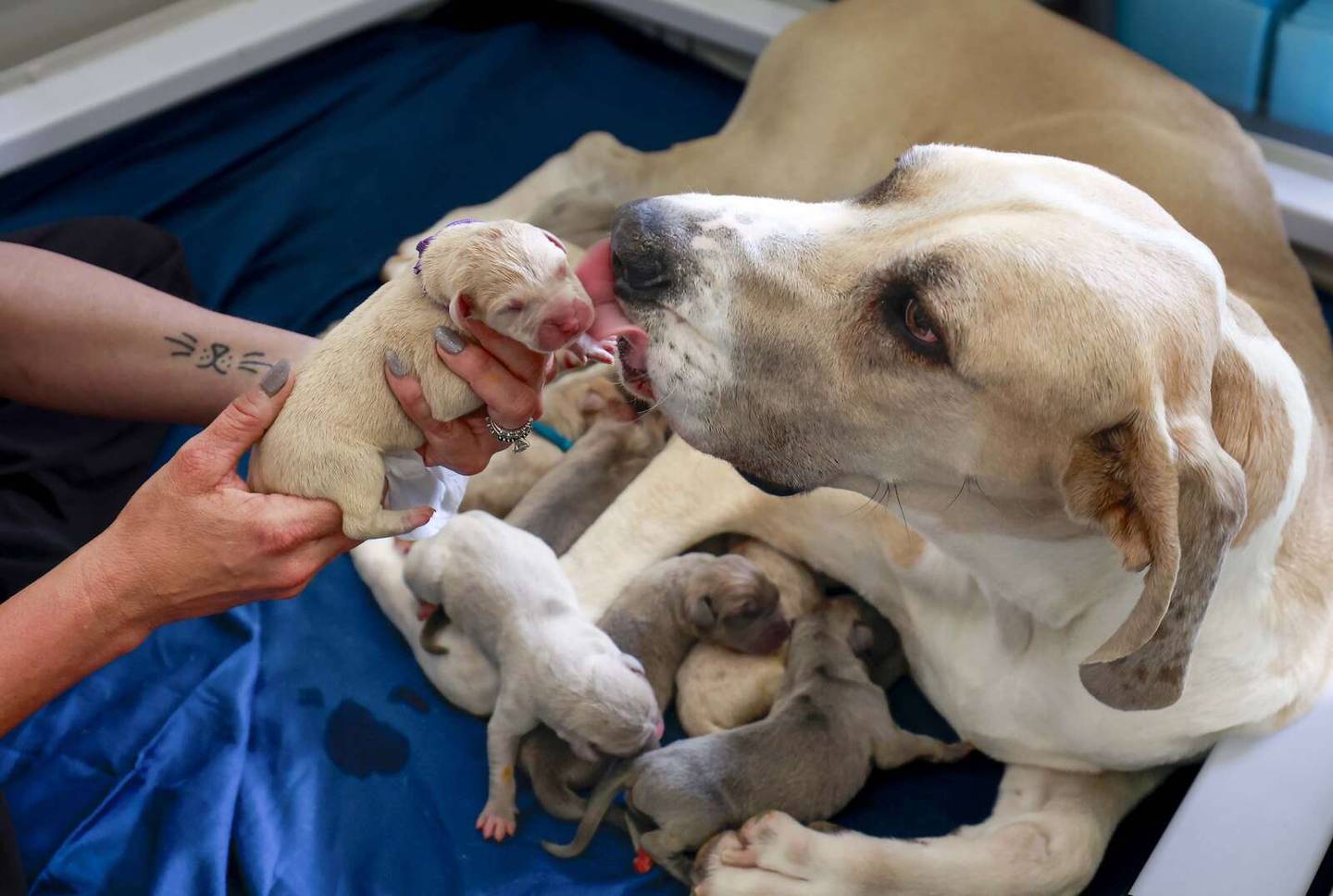 Piper, a Batavia Great Dane, cleans one of her 19 Great Dane puppies born April 21, 2026. It’s an unusually large litter