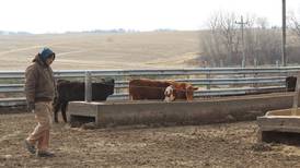 Carroll County farmer: Focus on cattle chores, data analysis