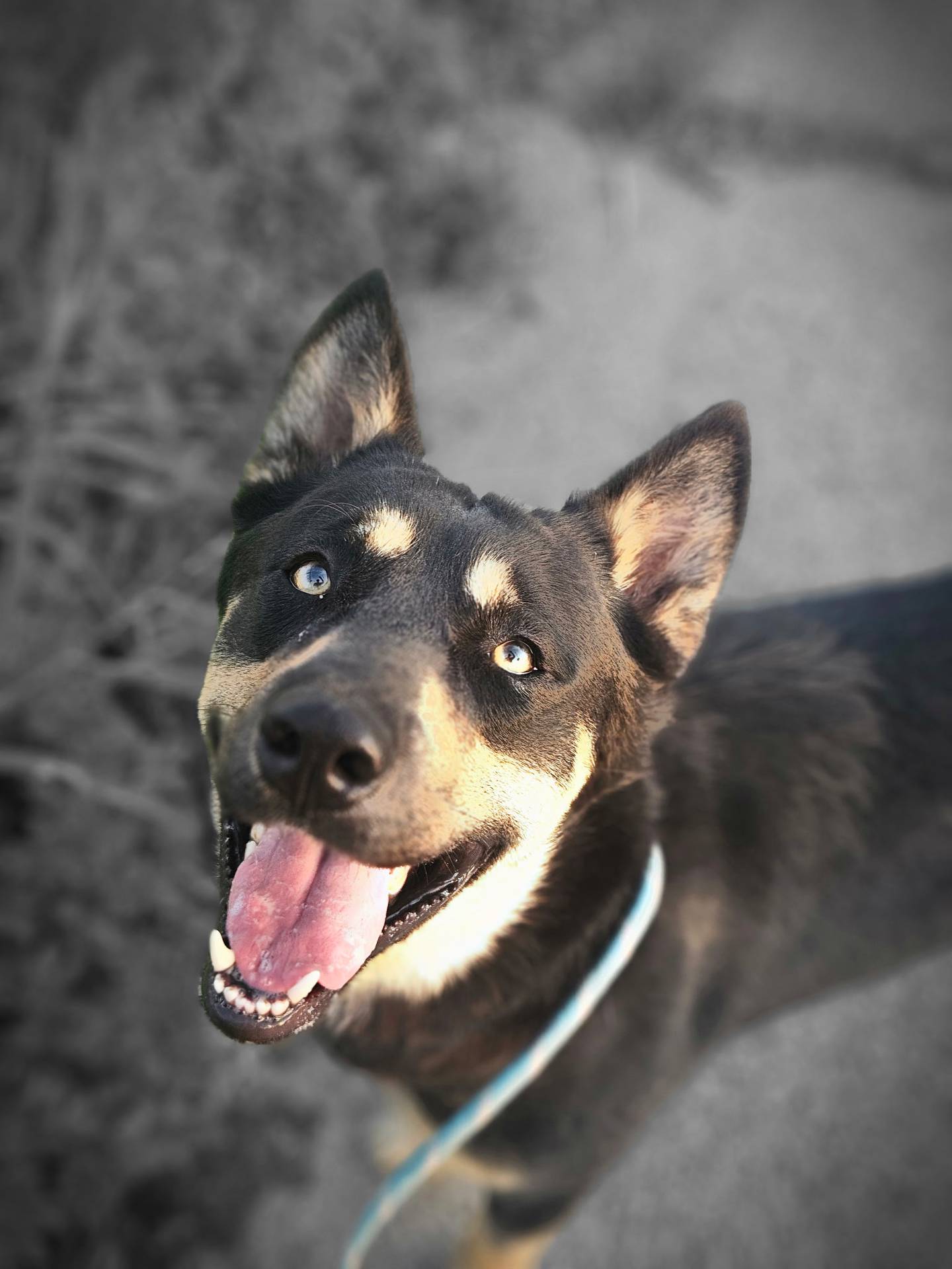 Krypto is an outgoing, active, dog-friendly 3-year-old German Shepherd mix. He loves to play, go on walks and explore the great outdoors. Krypto needs a yard of his own and a family who’s up for adventures. Because he’s strong, any children in the family need to be old enough to handle his energy. To meet Krypto, email Dogadoption@nawsus.org. Visit nawsus.org.