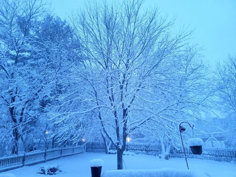 Snow blankets a tree in Cary on the morning of Friday, January 12, 2024