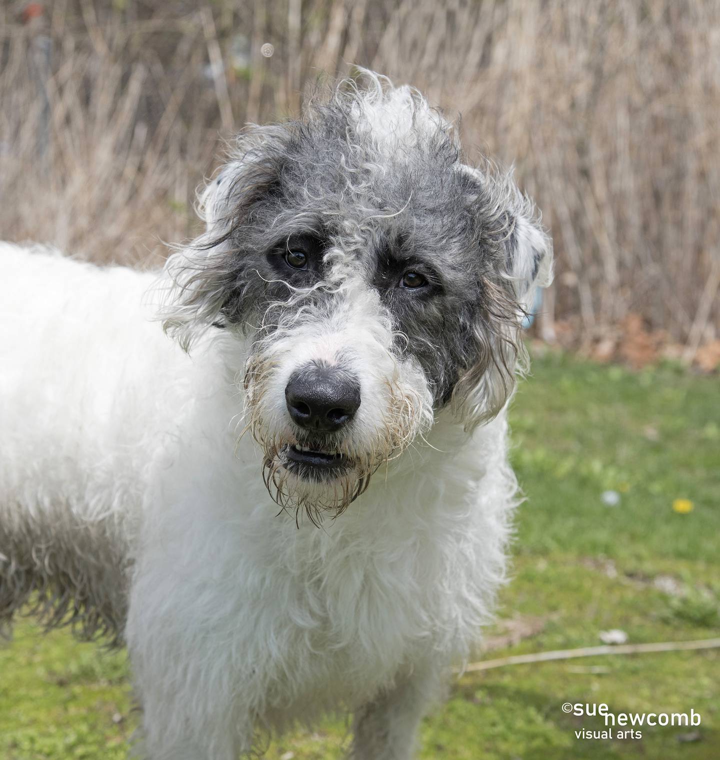 Murph is a young doodle/Irish wolfhound mix who is smart and super lovable. He prefers female dogs, and he may have little experience with children. He is up-to-date on vaccinations and is currently being treated for hookworm. Contact the Will County Humane Society at willcountyhumane.com and follow the instructions for the adoption process.