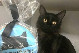 Young cat has a lot of love to give to forever family