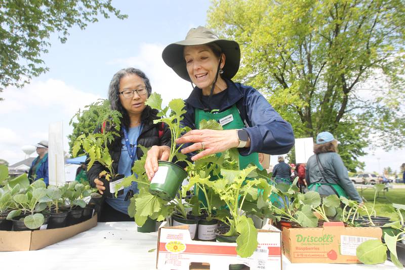 Sabrina Chan of Buffalo Grove gets some help Saturday, May 20, 2023, from Master Gardener Jeannette Legge of Fox Lake, answering questions on the best way to grow tomato and broccoli plants during the Lake County Extension Master Gardener Spring Plant Sale at the University of Illinois Extension in Grayslake.