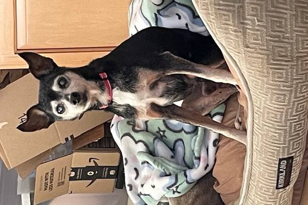 St. Charles woman rescues elderly, blind, deaf dog