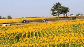 Photos: Commercial sunflower fields bloom along Interstate 80 in Bureau County
