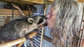 Photos: Amboy wildlife rehabber in need of help