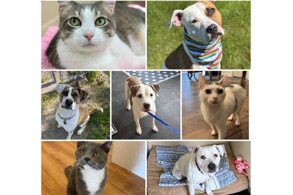 Will County Pets of the Week: May 11, 2026