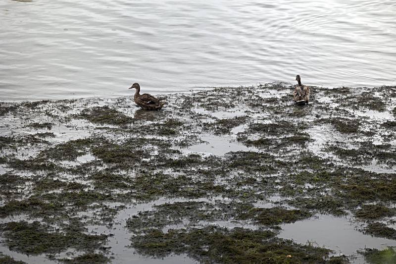 A pair of ducks waddle through the muck Monday, Sept. 11, 2023 at the Arduini Boat Ramp in Rock Falls. A mechanical failure at the Upper Dam caused gates to open and sent water levels above the dam plummeting up to a foot.
