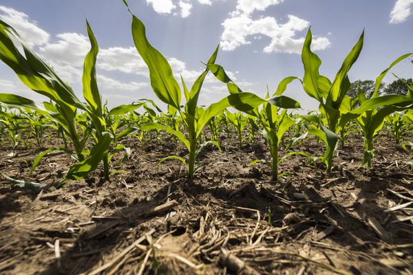 Corn Outlook: Export demand gives price reprieve 