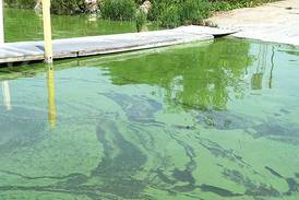 Algae blooms reported on Fox River