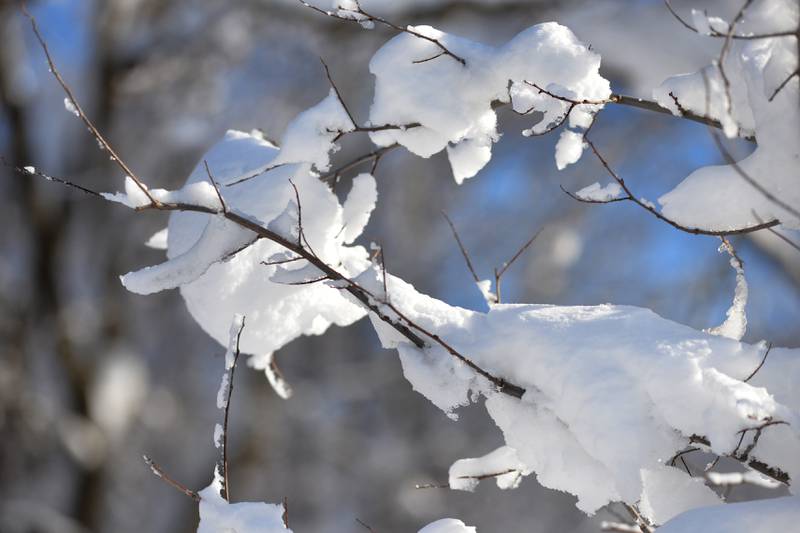 Snow and ice cover branches on Sunday, Jan. 14, 2024 as temperatures plunged below zero Saturday night and remained through the day. The frigid weather followed a winter storm on Friday that deposited 10-12 inches across the region.