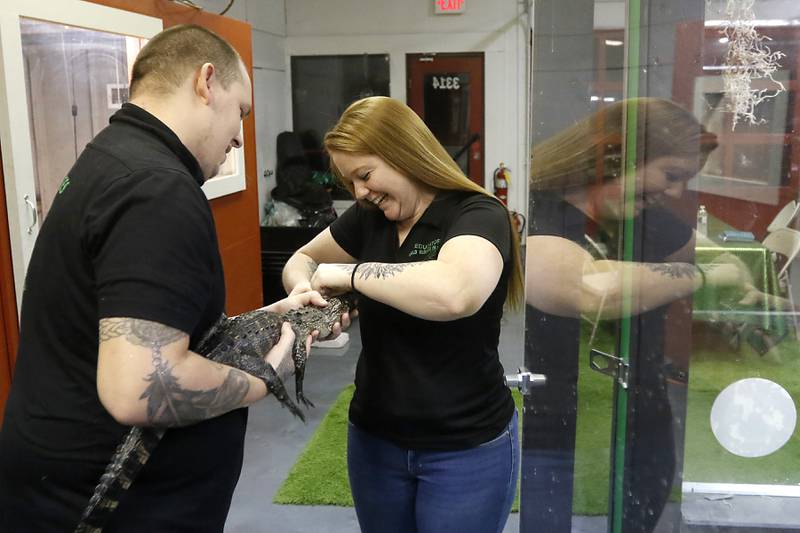 Lucas Arnold and Caitlynn Kreutzer, of Cold Blooded Parties, put tape on Walter’s mouth, an American alligator inside their new Reptile Gallery in McHenry on Feb. 21, 2023. When it opens in April the gallery will feature over 40 different species of reptiles, amphibians, sting rays and invertebrates on display.