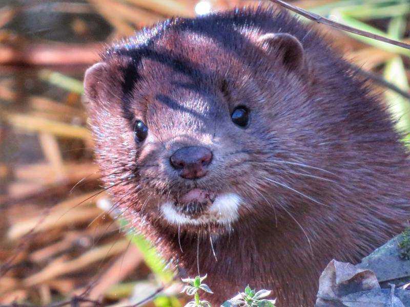 With egg-laying season just around the corner, American mink will be out and about, hunting for active waterfowl nests.