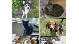Will County Pets of the Week: July 29, 2024