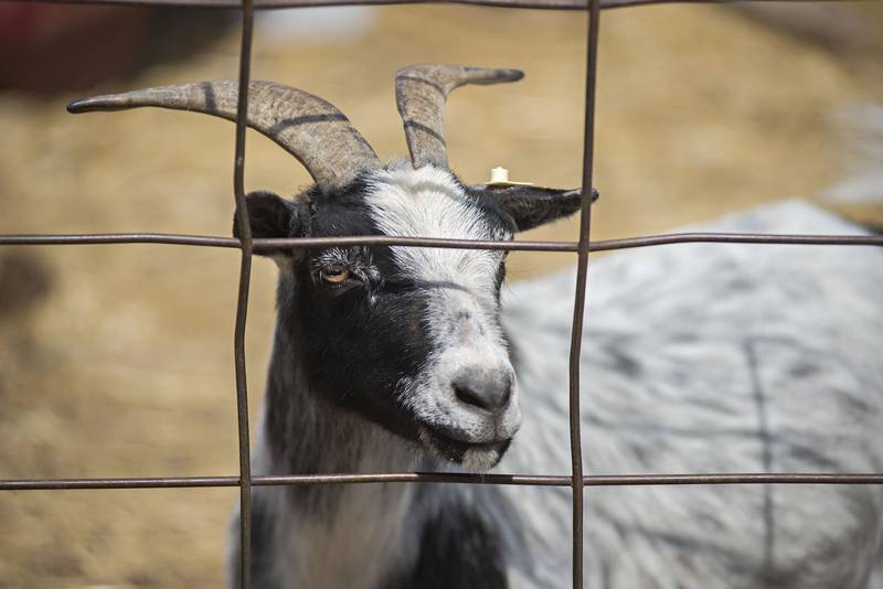 There was no shortage of animals to visit on the farm. Lots of goats, chickens, llamas to just name a few.