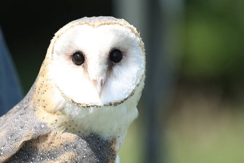 A Barn Owl perches on the arm a handler at the Royal Faire hosted by the Joliet Public Library Black Road Branch on Saturday, July 22nd, 2023.