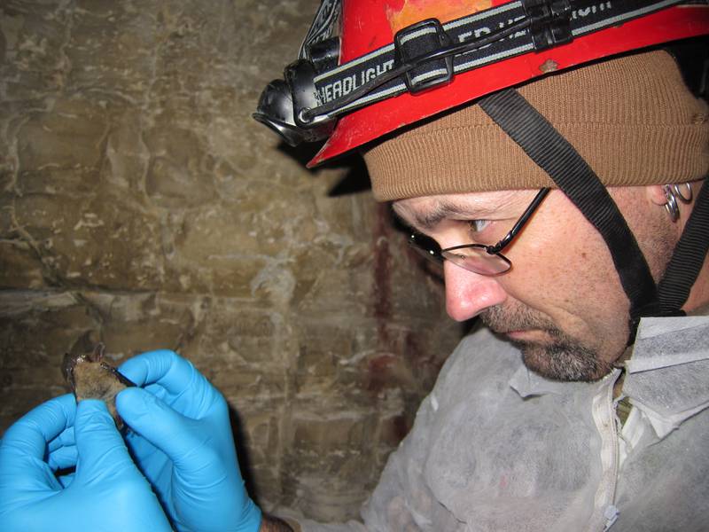 Joe Kath, endangered species program manager at the Illinois Department of Natural Resources, holds bat with White-Nose Syndrome. The fungal disease has killed millions of U.S. bats in the past decade.