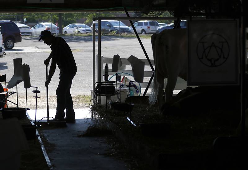 Aaron Spiniolas, of White Oaks Cattle Company, sleeps the stall area behind his dairy cattle during the first day of the McHenry County Fair Tuesday, August 2, 2022, at the fairgrounds in Woodstock. The fair funs through Sunday, Aug. 7.  Entry to the fair is $10 for anyone over age 14, and $5 for chidden ages 6 to 13. Ages 5 and under are free.