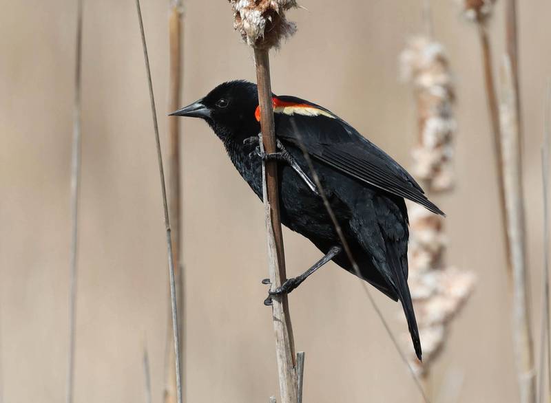 A red-winged blackbird holds on to a cattail Friday, May 2, 2025, at Shabbona Lake State Park in Shabonna.
