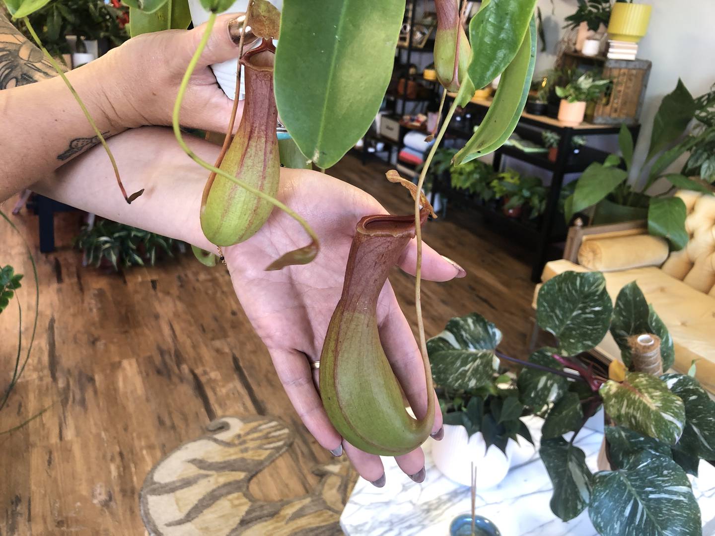 The pitcher plant, seen here on Wednesday, Sept. 25, 2024, is one of at least 100 different house plant species sold at Verdant Sol in downtown McHenry. Bugs fall into the bulb and are digested by the plant.