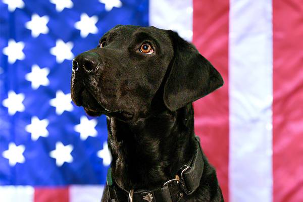 Romeoville Fire Department’s K9 Roy to get body armor thanks to donation