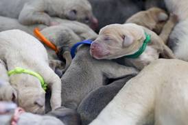 Batavia Great Dane gives birth to 19 puppies: ‘None of us could count straight’