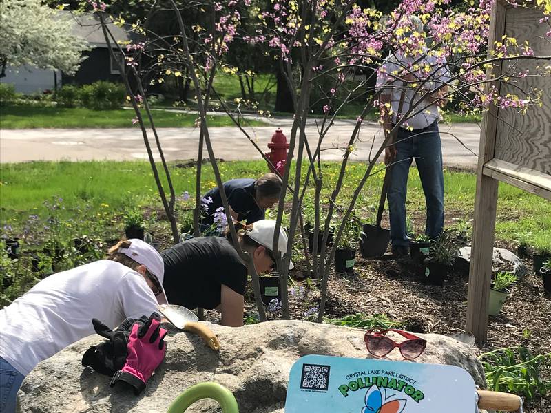 The eighth annual "Monarchs and Music" festival will take place Sunday, August 14, 2022, at Main Beach in Crystal Lake, just weeks after the migrating pollinator species was declared endangered. In this photo, volunteers plant a pollinator "pocket" in front of the Park District's Nature Center in July.