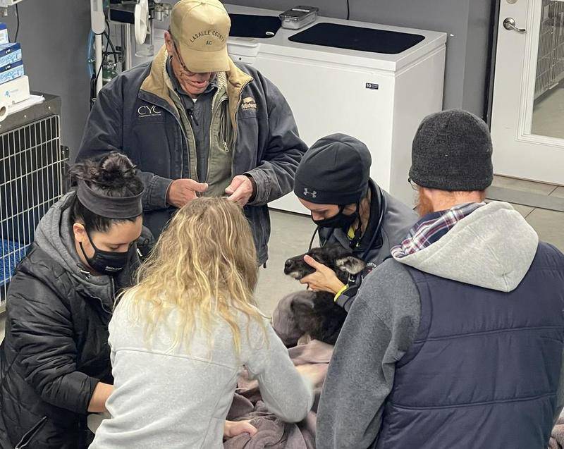 Dr. Allison Spayer at Bridgeview Animal Hospital is treating Wally the wallaroo. She said says “Wally has a slight abrasion and is cold.”