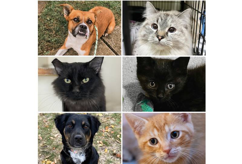 The Herald-News presents this week’s Pets of the Week. Read the description of each pet to learn about it, including where it can be adopted in Will County.