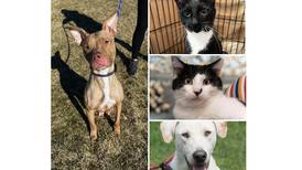 Pets of the Week: June 26