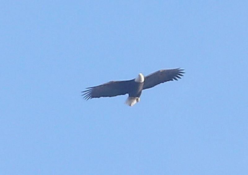 A Bald Eagle soars over the west side of Princeton on Tuesday, Jan. 2, 2024.