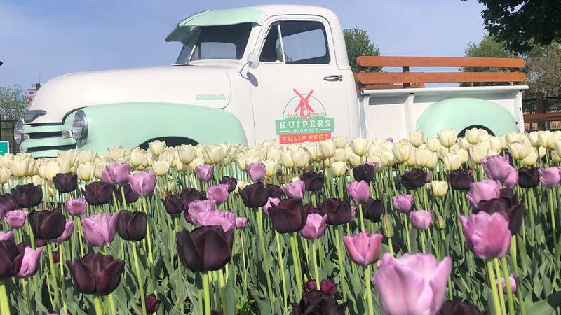 Midwest Tulip Festival now open at Kuipers Family Farm in Maple Park
